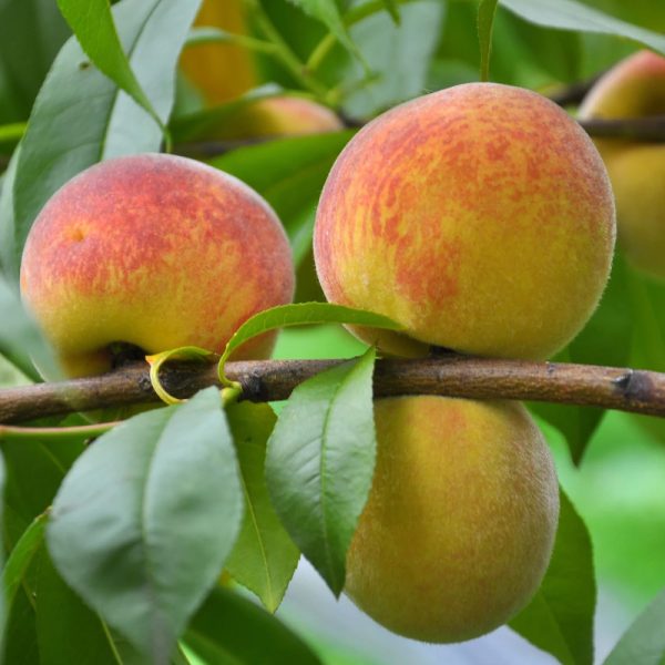 June Pride Peach Tree