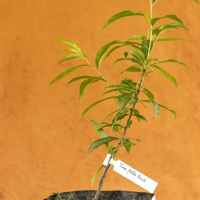 June Pride Peach Tree - Image 3