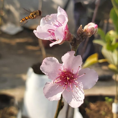 Orion Peach Tree - Image 2