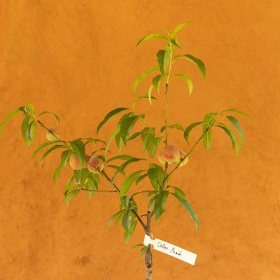 Orion Peach Tree - Image 3