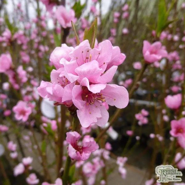 Peregrine Peach Tree - Image 2