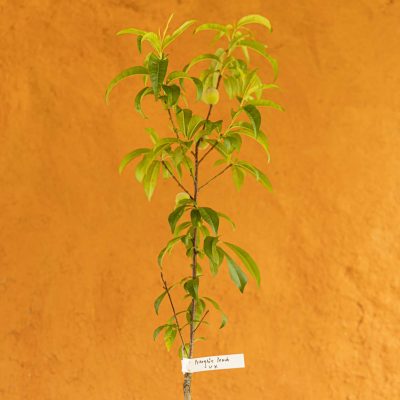 Peregrine Peach Tree - Image 3