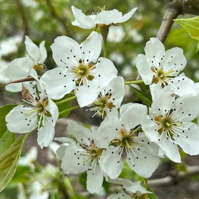Bartlett Pear Tree - Image 2