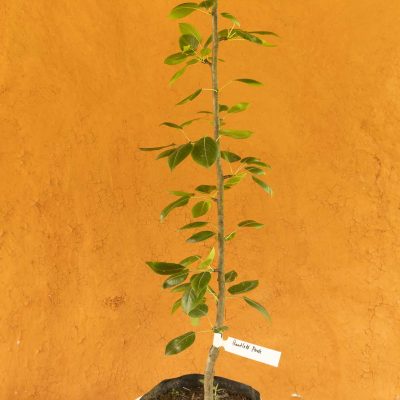 Bartlett Pear Tree - Image 3