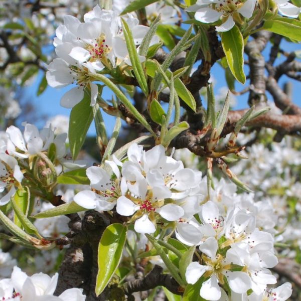 Bosc Pear Tree - Image 2