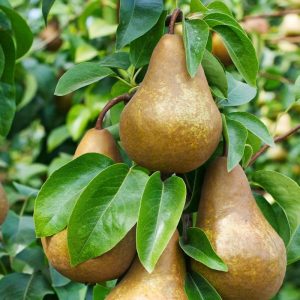 Bosc Pear Tree