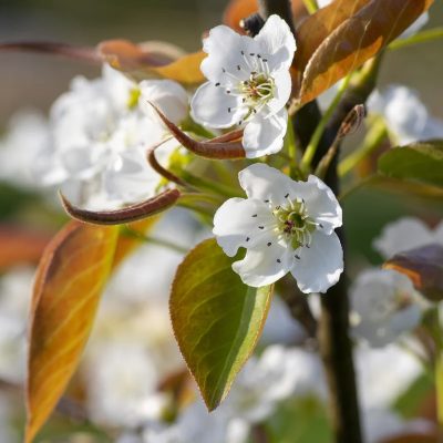 Chojuro Pear Tree - Image 2