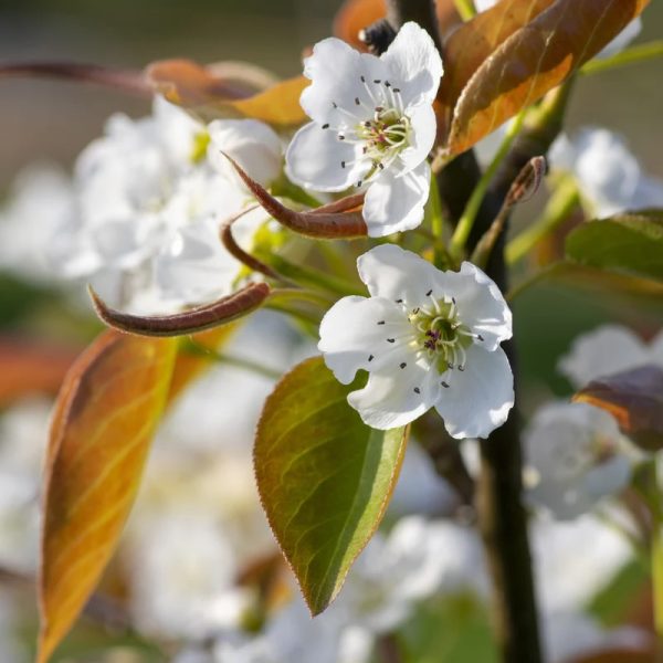 Chojuro Pear Tree - Image 2