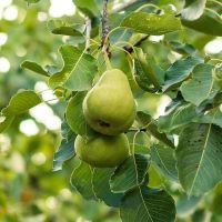 D'Anjou Pear Tree