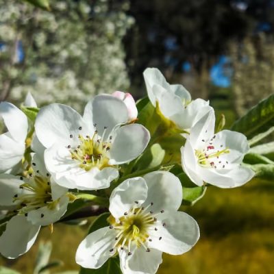 Hawanna Pear Tree - Image 2