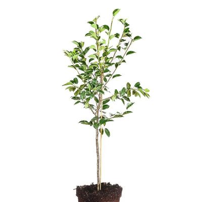 Hawanna Pear Tree - Image 3
