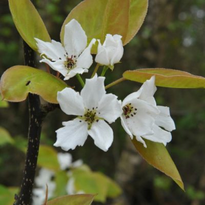 Hosui Pear Tree - Image 2