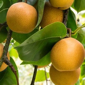 Hosui Pear Tree