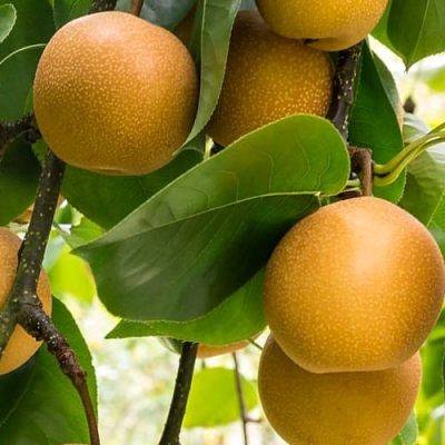 Hosui Pear Tree