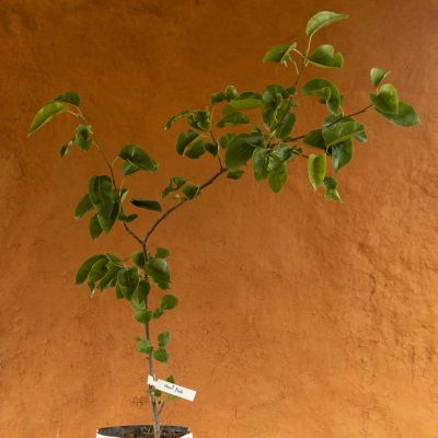 Hosui Pear Tree - Image 3