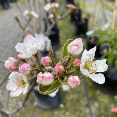 Red Bartlett Pear Tree - Image 2