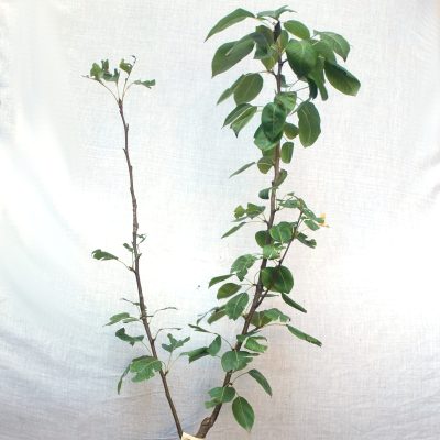 Red Bartlett Pear Tree - Image 3