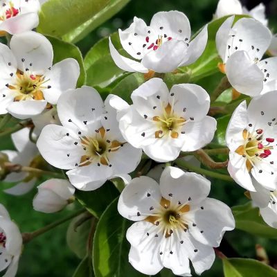 Shinko Pear Tree - Image 2