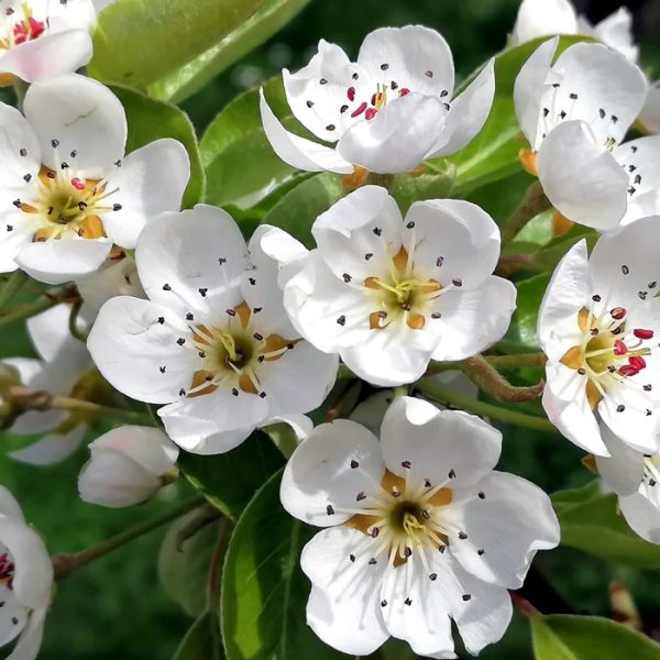Shinko Pear Tree - Image 2