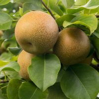 Shinko Pear Tree