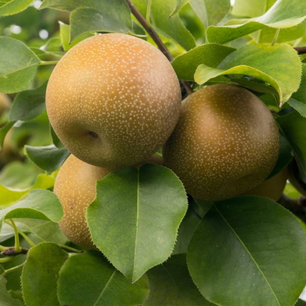 Shinko Pear Tree