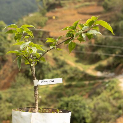 Shinko Pear Tree - Image 3