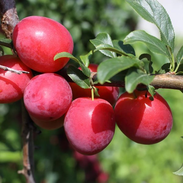 Beauty Plum Tree