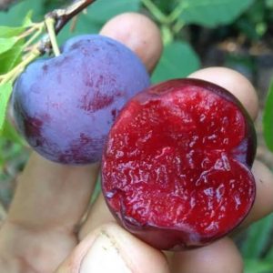 Blood Plum Tree