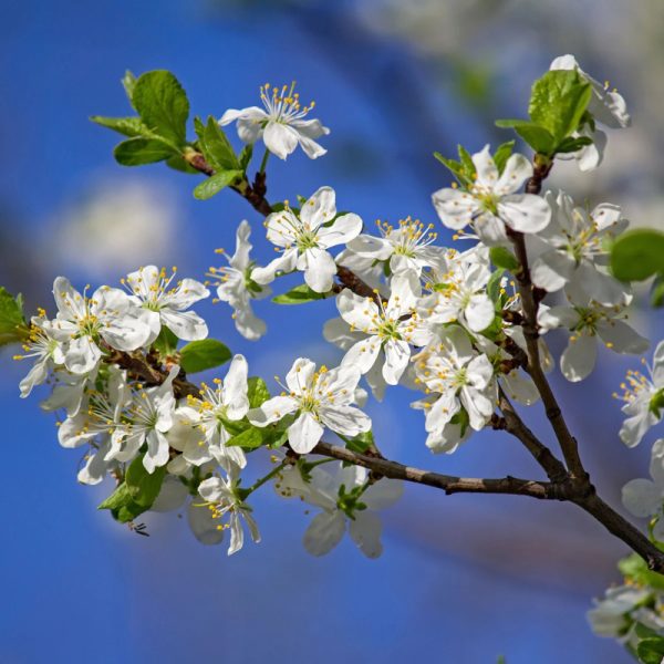 Methley Plum Tree - Image 2