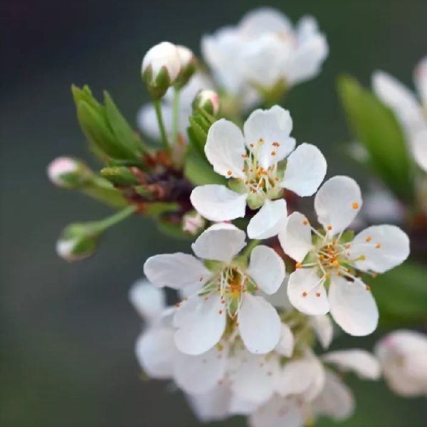 Santa Rosa Plum Tree - Image 2