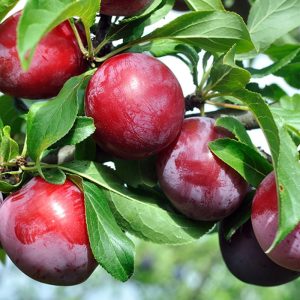 Santa Rosa Plum Tree