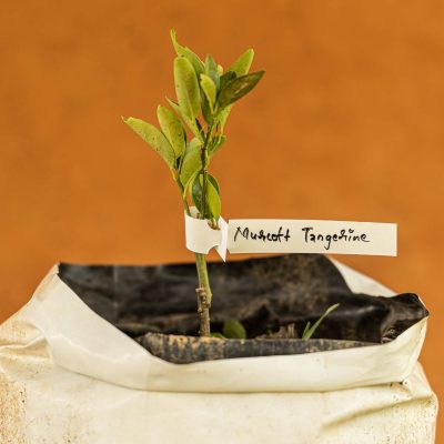Murcott Tangerine Tree - Image 2