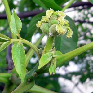 Bakunde Walnut Tree