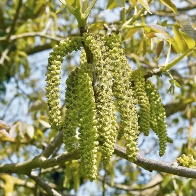 Binod SP Walnut Tree - Image 2