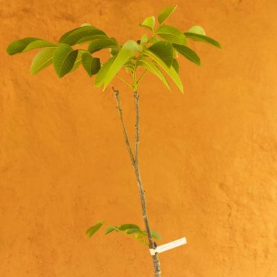 Binod SP Walnut Tree - Image 3
