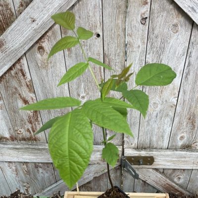 Jumla Walnut Tree - Image 2