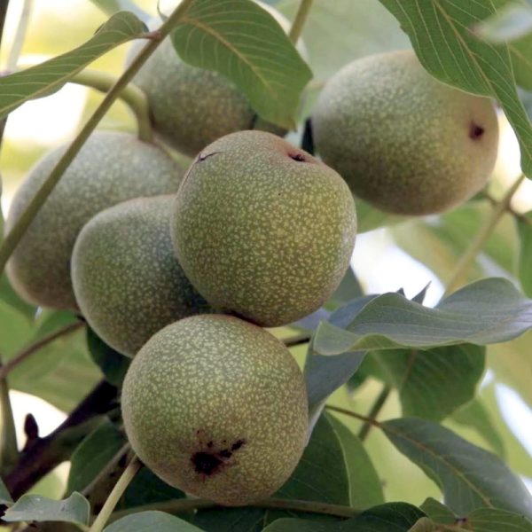 Pedro Walnut Tree