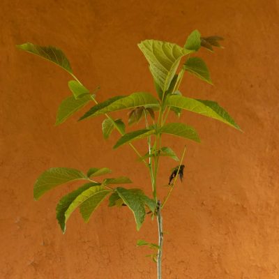 Pedro Walnut Tree - Image 2