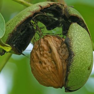 Roshi Walnut Tree