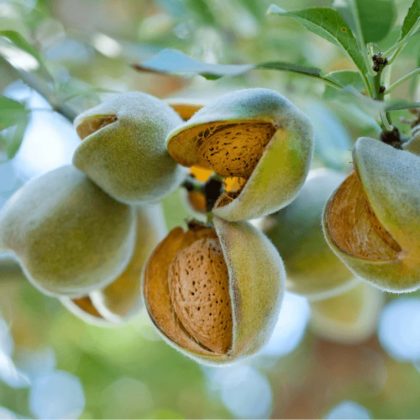 AIO Almond Tree