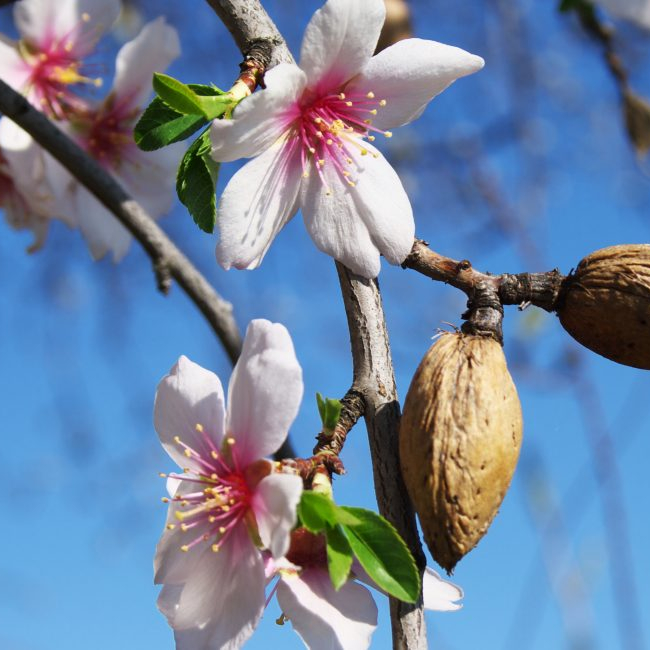 IXL Almond Tree - Image 2