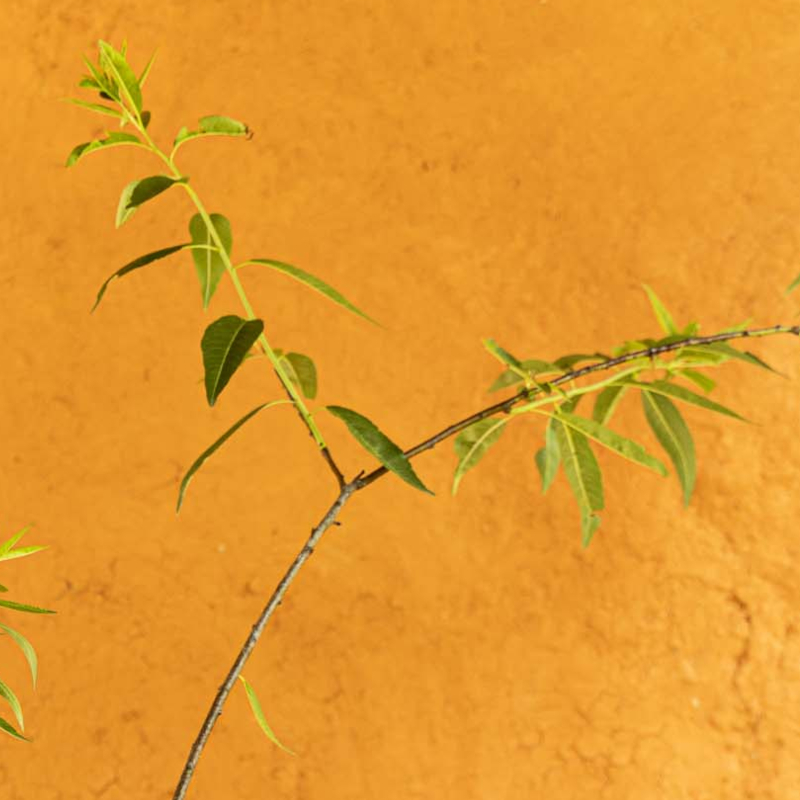 IXL Almond Tree - Image 3