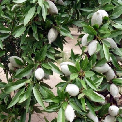 Shalimar Almond Tree