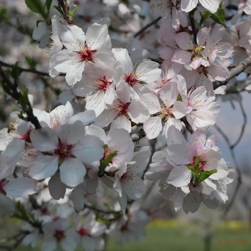 Shalimar Almond Tree - Image 2