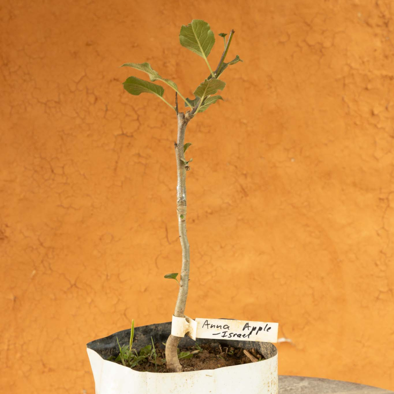 Anna Apple Tree - Image 3