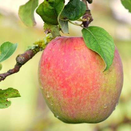 Chanango Strawberry Apple Tree