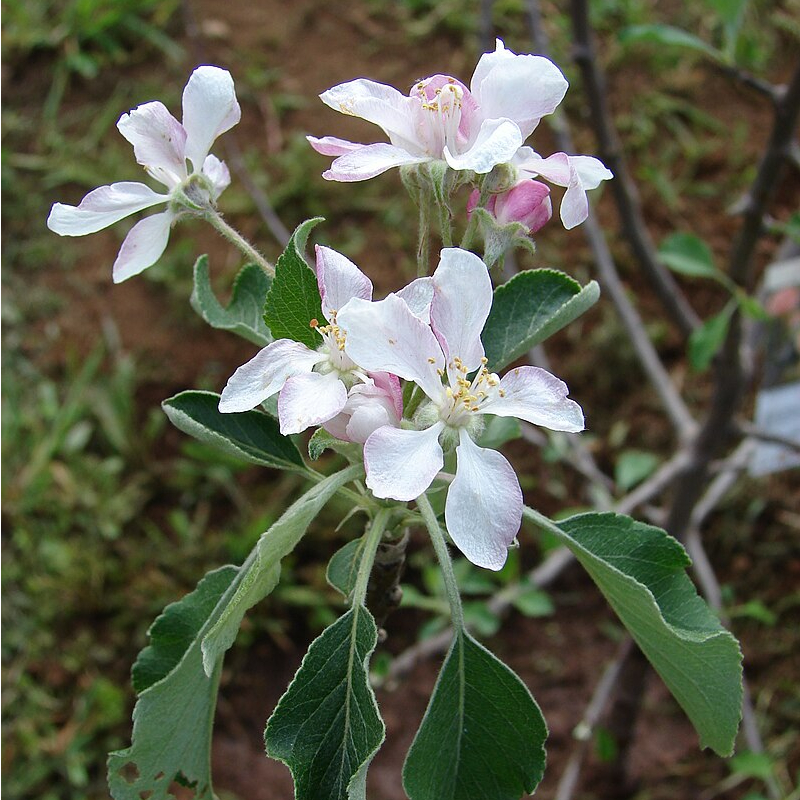 Dorset Golden Apple Tree - Image 2