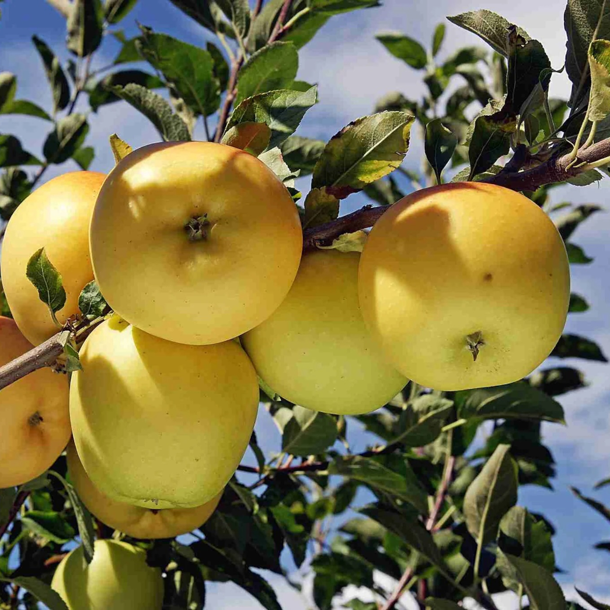 Dorset Golden Apple Tree