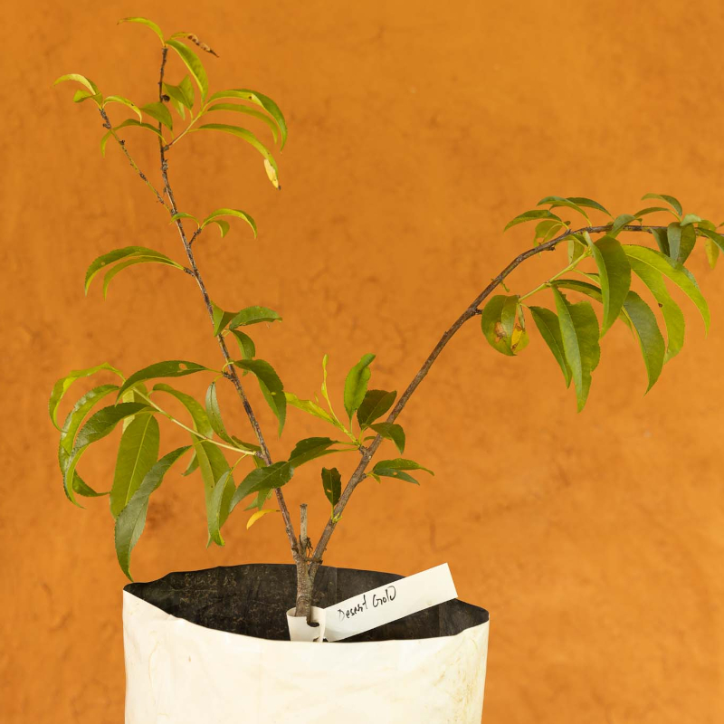 Dorset Golden Apple Tree - Image 3