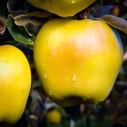Ein Shemer Apple Tree